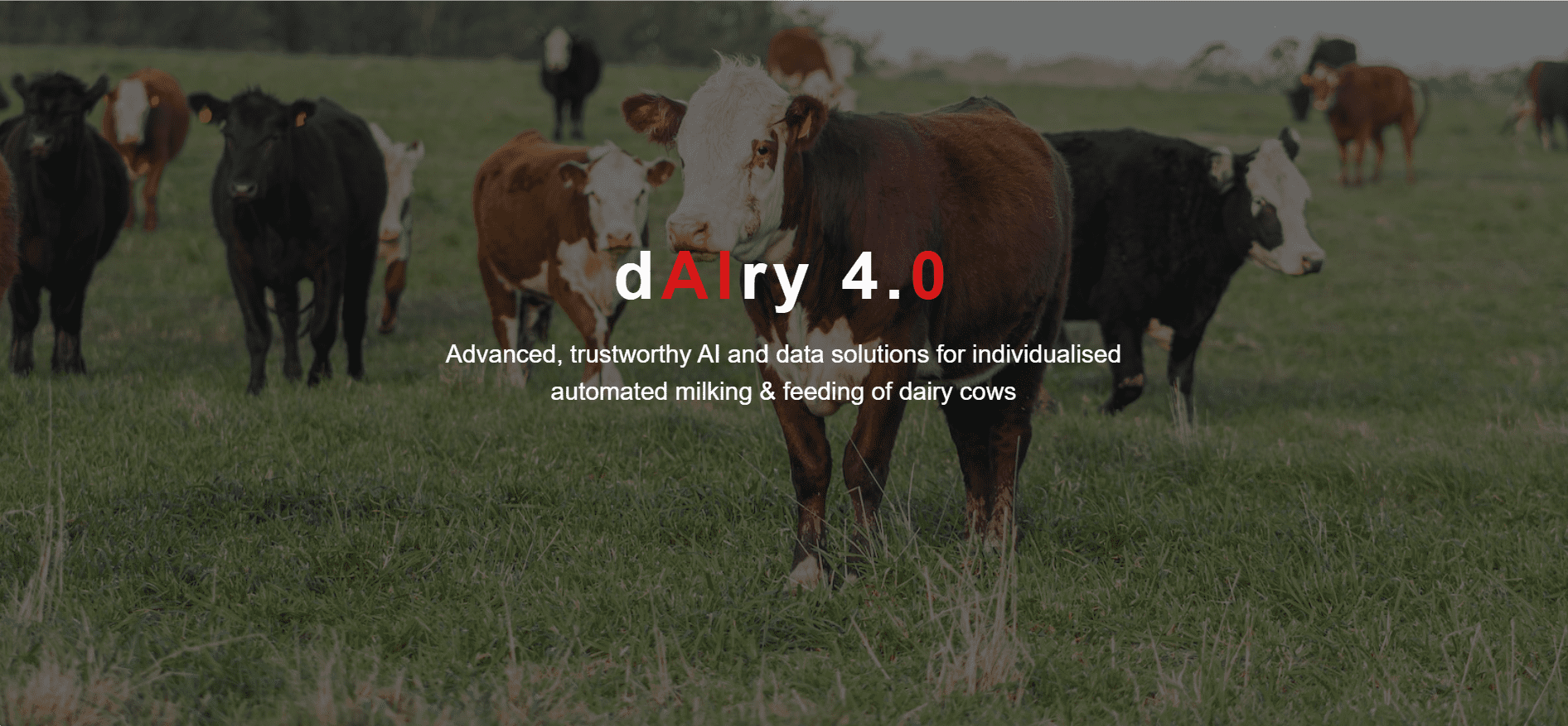 dAIry 4.0 project – AI and data solutions for individualised automated milking & feeding of dairy cows