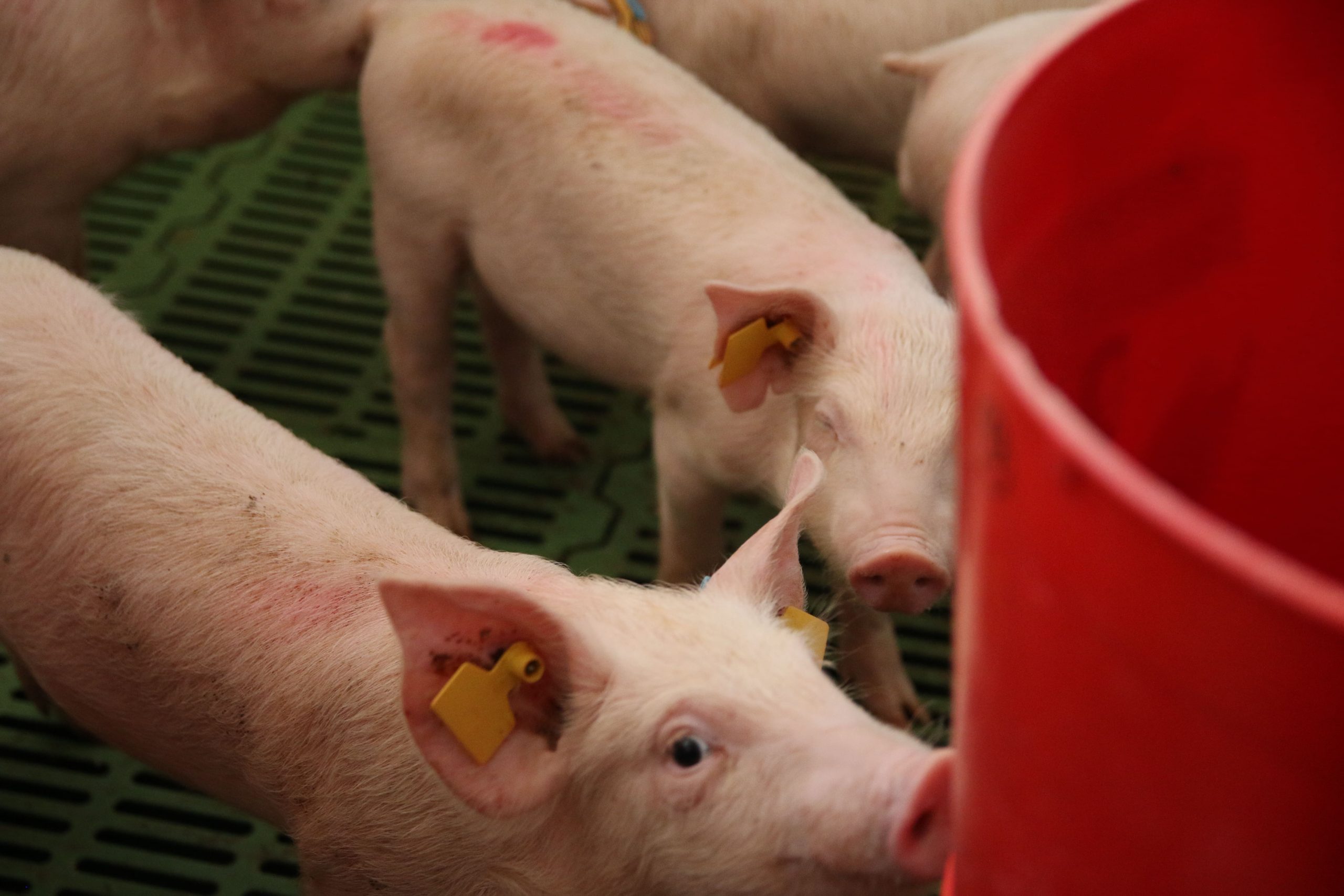 Novel non-invasive faecal bio-markers of gut inflammation in weaned piglets (bi-noin)