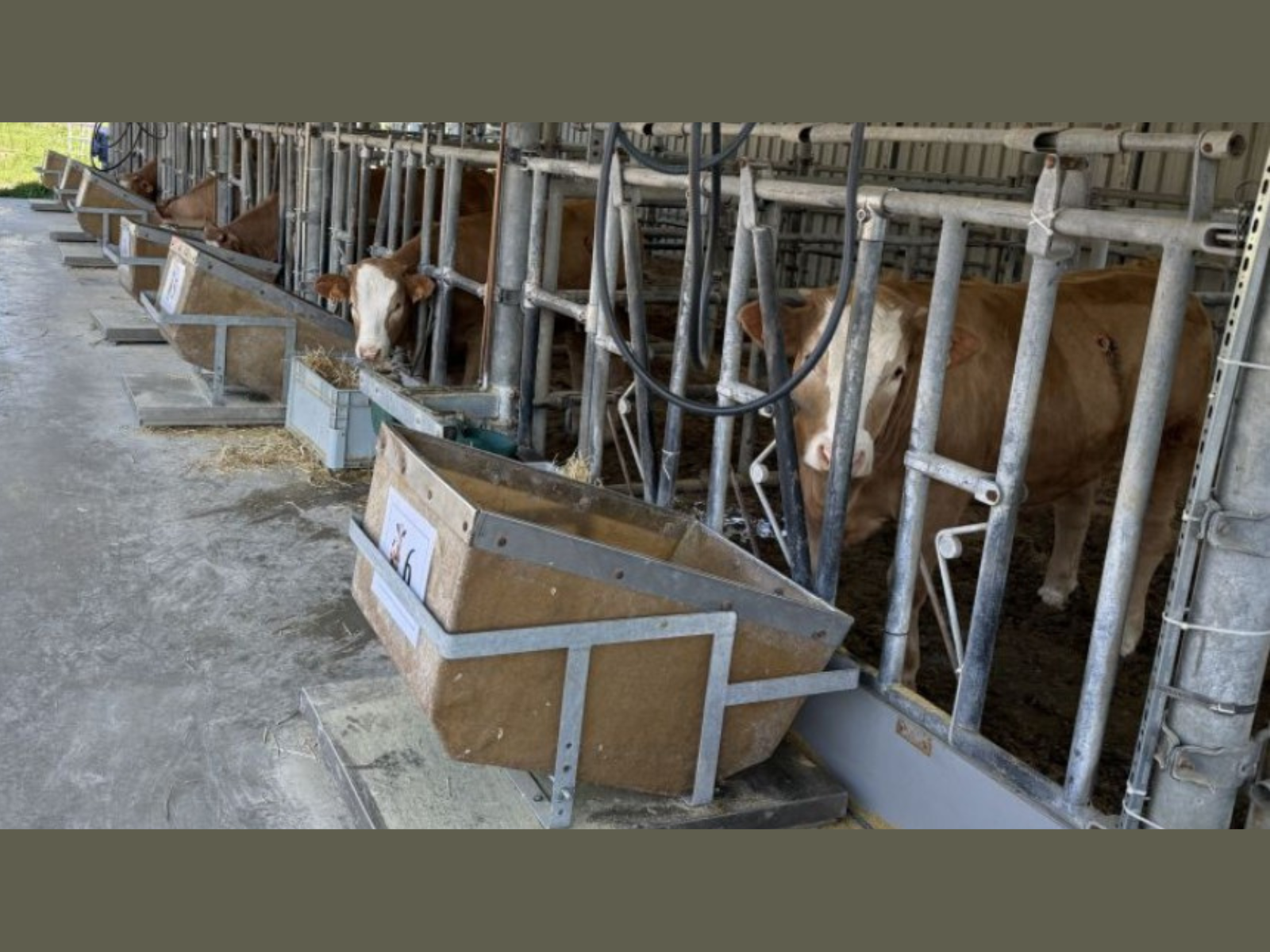 Bovigreen, o com una alga australiana ajuda a reduir l’impacte ambiental de la ramaderia bovina